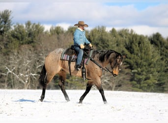 American Quarter Horse, Wallach, 8 Jahre, 160 cm, Buckskin
