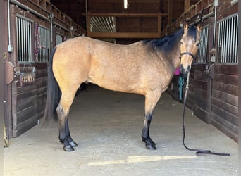 American Quarter Horse, Wallach, 8 Jahre, 160 cm, Buckskin