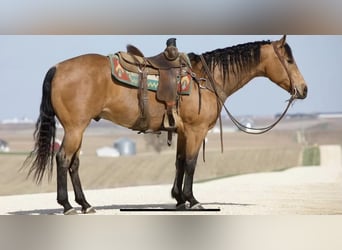 American Quarter Horse, Wallach, 8 Jahre, 160 cm, Buckskin
