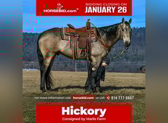 American Quarter Horse, Wallach, 8 Jahre, 160 cm, Buckskin