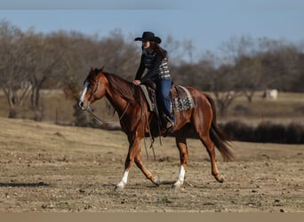 American Quarter Horse, Wallach, 8 Jahre, 160 cm, Dunkelfuchs