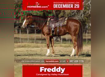 American Quarter Horse, Wallach, 8 Jahre, 160 cm, Dunkelfuchs