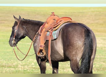 American Quarter Horse, Wallach, 8 Jahre, 160 cm, Grullo