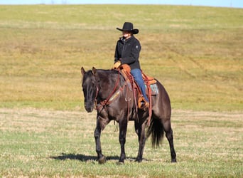 American Quarter Horse, Wallach, 8 Jahre, 160 cm, Grullo