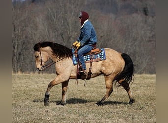 American Quarter Horse, Wallach, 8 Jahre, 160 cm, Hellbrauner