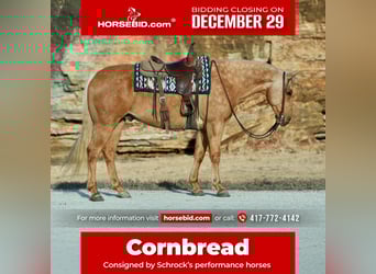 American Quarter Horse, Wallach, 8 Jahre, 160 cm, Palomino