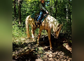 American Quarter Horse, Wallach, 8 Jahre, 160 cm, Palomino