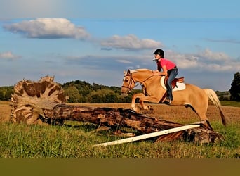 American Quarter Horse, Wallach, 8 Jahre, 160 cm, Palomino