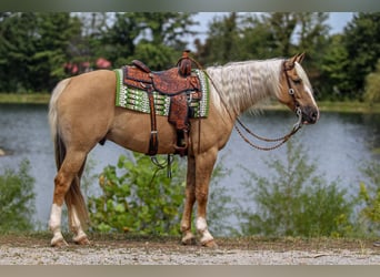 American Quarter Horse, Wallach, 8 Jahre, 160 cm, Palomino