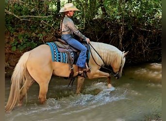 American Quarter Horse, Wallach, 8 Jahre, 160 cm, Palomino