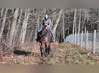 American Quarter Horse Mix, Wallach, 8 Jahre, 160 cm, Roan-Red