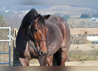American Quarter Horse Mix, Wallach, 8 Jahre, 160 cm, Roan-Red