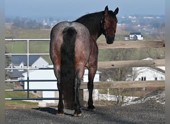 American Quarter Horse Mix, Wallach, 8 Jahre, 160 cm, Roan-Red