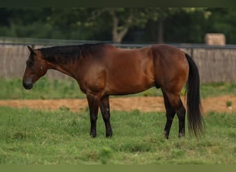 American Quarter Horse, Wallach, 8 Jahre, 160 cm, Rotbrauner