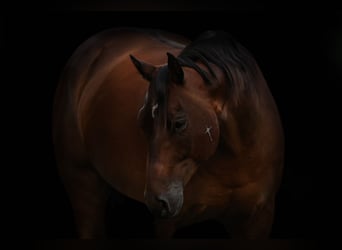 American Quarter Horse, Wallach, 8 Jahre, 160 cm, Rotbrauner