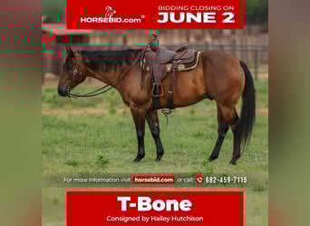 American Quarter Horse, Wallach, 8 Jahre, 160 cm, Rotbrauner