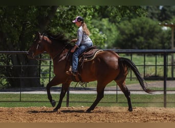American Quarter Horse, Wallach, 8 Jahre, 160 cm, Rotbrauner