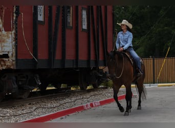 American Quarter Horse, Wallach, 8 Jahre, 160 cm, Rotbrauner