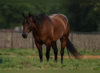 American Quarter Horse, Wallach, 8 Jahre, 160 cm, Rotbrauner
