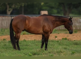 American Quarter Horse, Wallach, 8 Jahre, 160 cm, Rotbrauner
