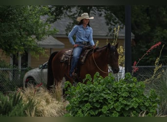American Quarter Horse, Wallach, 8 Jahre, 160 cm, Rotbrauner