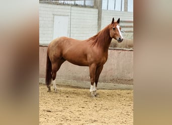 American Quarter Horse, Wallach, 8 Jahre, 160 cm, Rotfuchs