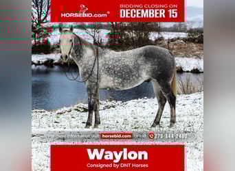 American Quarter Horse, Wallach, 8 Jahre, 160 cm, Schimmel