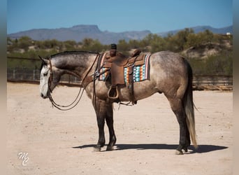 American Quarter Horse, Wallach, 8 Jahre, 160 cm, Schimmel