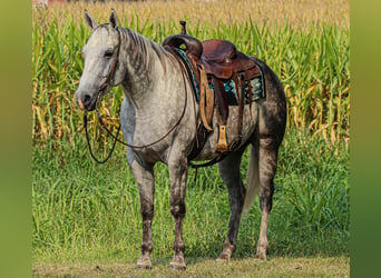 American Quarter Horse, Wallach, 8 Jahre, 160 cm, Schimmel