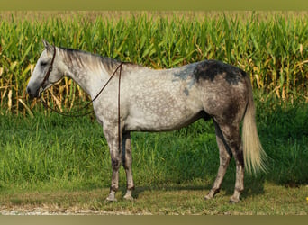 American Quarter Horse, Wallach, 8 Jahre, 160 cm, Schimmel