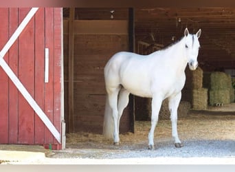 American Quarter Horse, Wallach, 8 Jahre, 160 cm, Schimmel