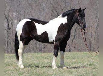 American Quarter Horse, Wallach, 8 Jahre, 160 cm, Tobiano-alle-Farben
