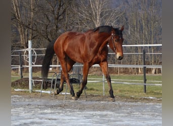 American Quarter Horse, Wallach, 8 Jahre, 162 cm