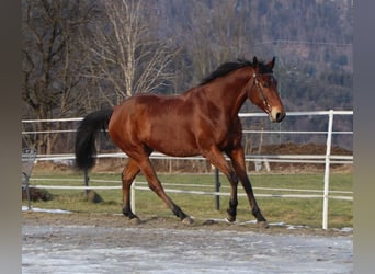 American Quarter Horse, Wallach, 8 Jahre, 162 cm