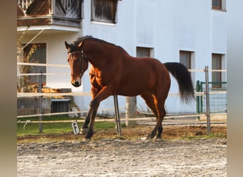 American Quarter Horse, Wallach, 8 Jahre, 162 cm