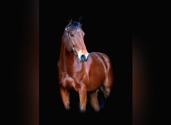 American Quarter Horse, Wallach, 8 Jahre, 162 cm