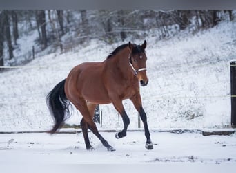 American Quarter Horse, Wallach, 8 Jahre, 162 cm
