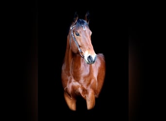 American Quarter Horse, Wallach, 8 Jahre, 162 cm