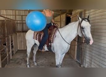 American Quarter Horse Mix, Wallach, 8 Jahre, 163 cm, Apfelschimmel