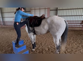 American Quarter Horse Mix, Wallach, 8 Jahre, 163 cm, Apfelschimmel