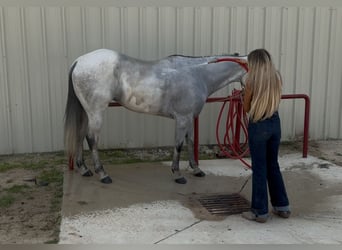 American Quarter Horse Mix, Wallach, 8 Jahre, 163 cm, Apfelschimmel