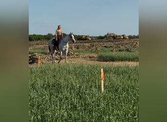 American Quarter Horse Mix, Wallach, 8 Jahre, 163 cm, Apfelschimmel