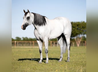 American Quarter Horse Mix, Wallach, 8 Jahre, 163 cm, Apfelschimmel