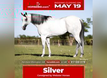 American Quarter Horse Mix, Wallach, 8 Jahre, 163 cm, Apfelschimmel