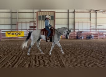 American Quarter Horse Mix, Wallach, 8 Jahre, 163 cm, Apfelschimmel
