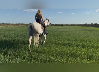 American Quarter Horse Mix, Wallach, 8 Jahre, 163 cm, Apfelschimmel