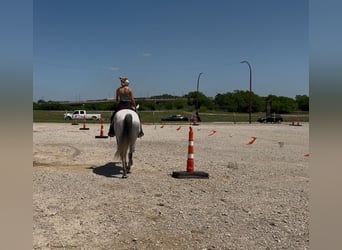 American Quarter Horse Mix, Wallach, 8 Jahre, 163 cm, Apfelschimmel