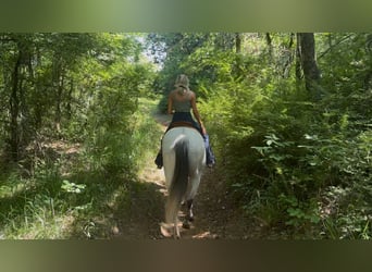 American Quarter Horse Mix, Wallach, 8 Jahre, 163 cm, Apfelschimmel