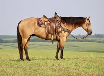 American Quarter Horse, Wallach, 8 Jahre, 163 cm, Buckskin