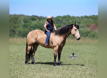 American Quarter Horse, Wallach, 8 Jahre, 163 cm, Buckskin